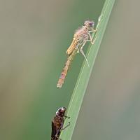 Newly Emerged Damselfly 2 